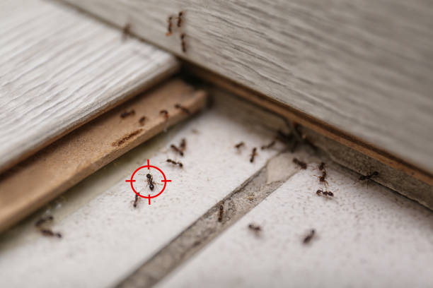 Best Affordable Pest Control Services  in New Carlisle, IN