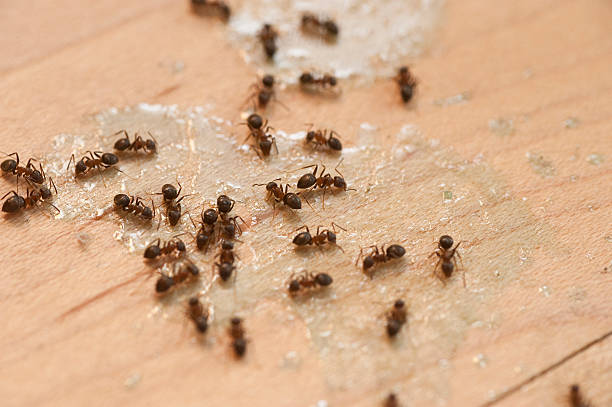 Best Pest Control Near Me  in New Carlisle, IN